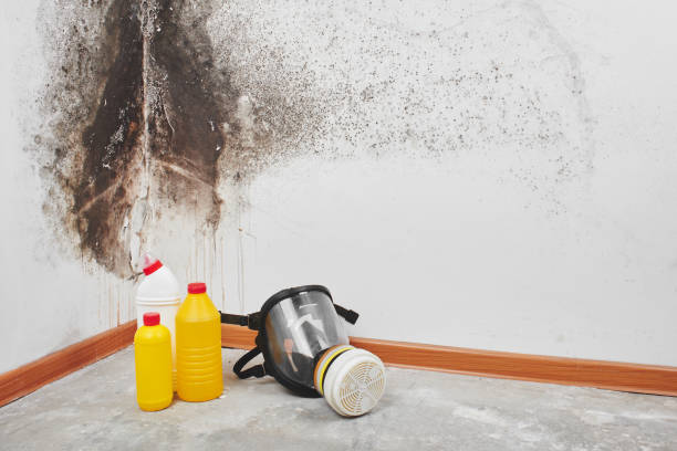 Best Fast Mold Removal  in Pine Ridge, SD