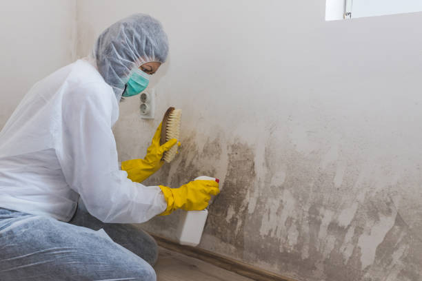 Best Commercial Mold Removal  in Pine Ridge, SD