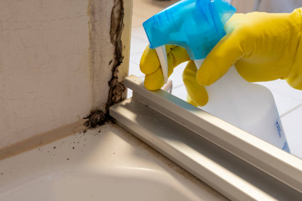 Best Mold Damage Repair  in Pine Ridge, SD