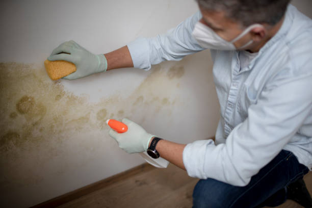 Best Home Mold Removal  in Pine Ridge, SD