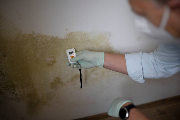 Best Mold Removal Company Near Me  in Pine Ridge, SD