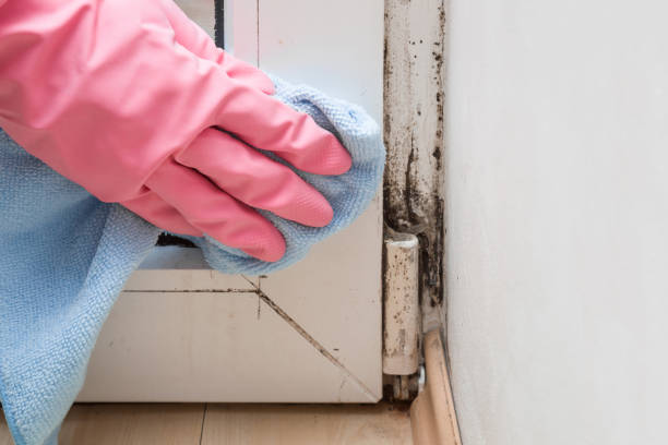 Best Professional Mold Removal  in Pine Ridge, SD